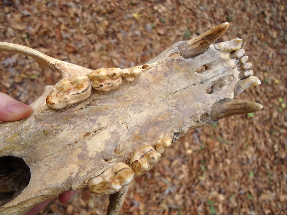 Large image 5 Beyond Rare Fossil Black Bear Skull