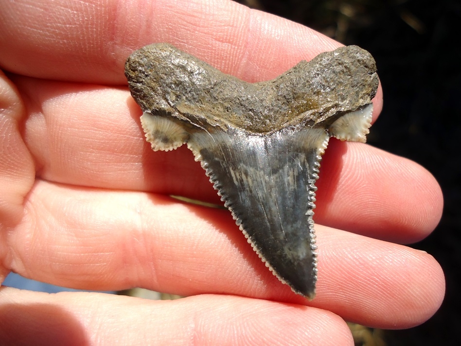 Large image 1 Super Crisp Auriculatus Shark Tooth