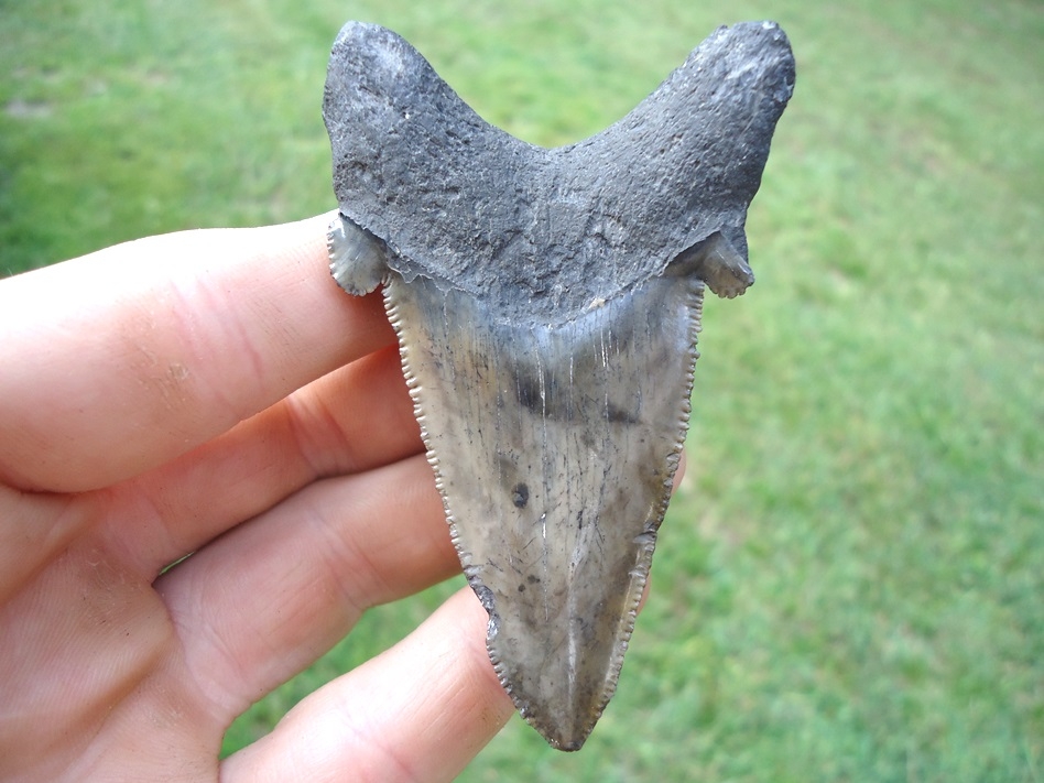 Large image 1 Very Unique Auriculatus Shark Tooth