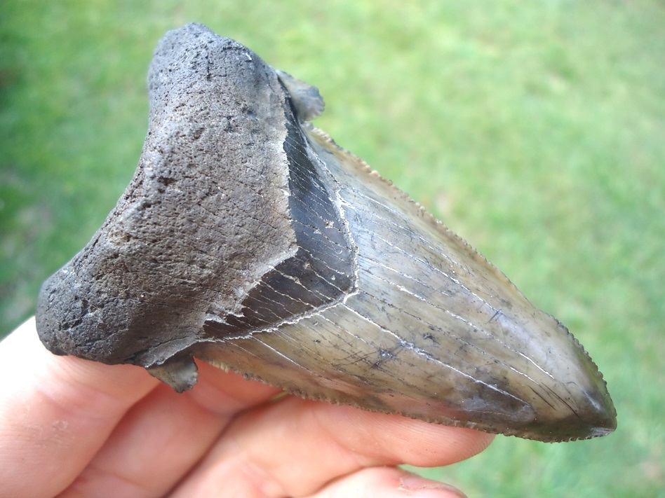 Large image 2 Very Unique Auriculatus Shark Tooth