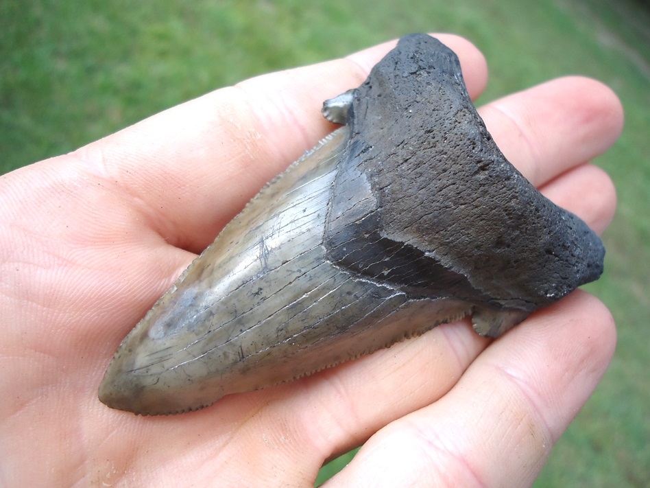 Large image 4 Very Unique Auriculatus Shark Tooth