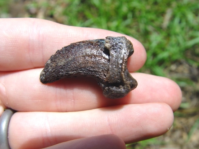 Large image 1 Choice Spectacled Bear Claw Core