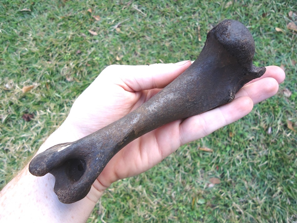 Large image 3 Very Nice Peccary Humerus