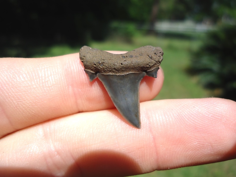 Large image 1 Excellent Mackerel Shark Tooth