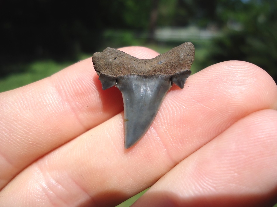 Large image 2 Excellent Mackerel Shark Tooth