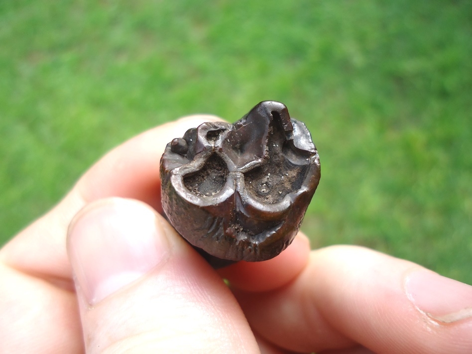 Large image 2 Rare Undescribed Eocene Dugong Tooth