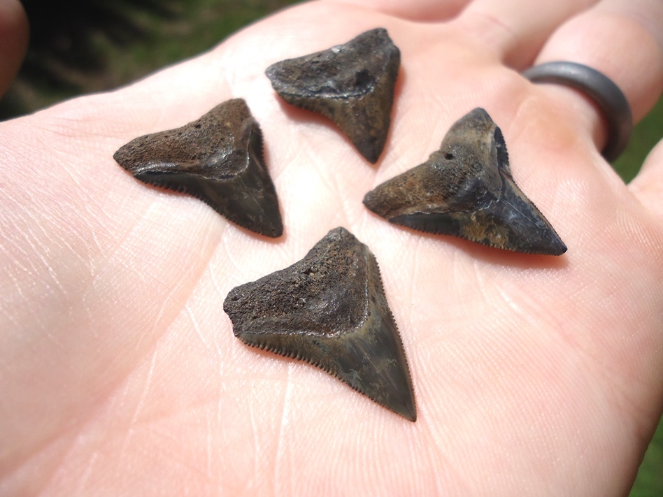 Large image 1 Four Choice Bull Shark Teeth