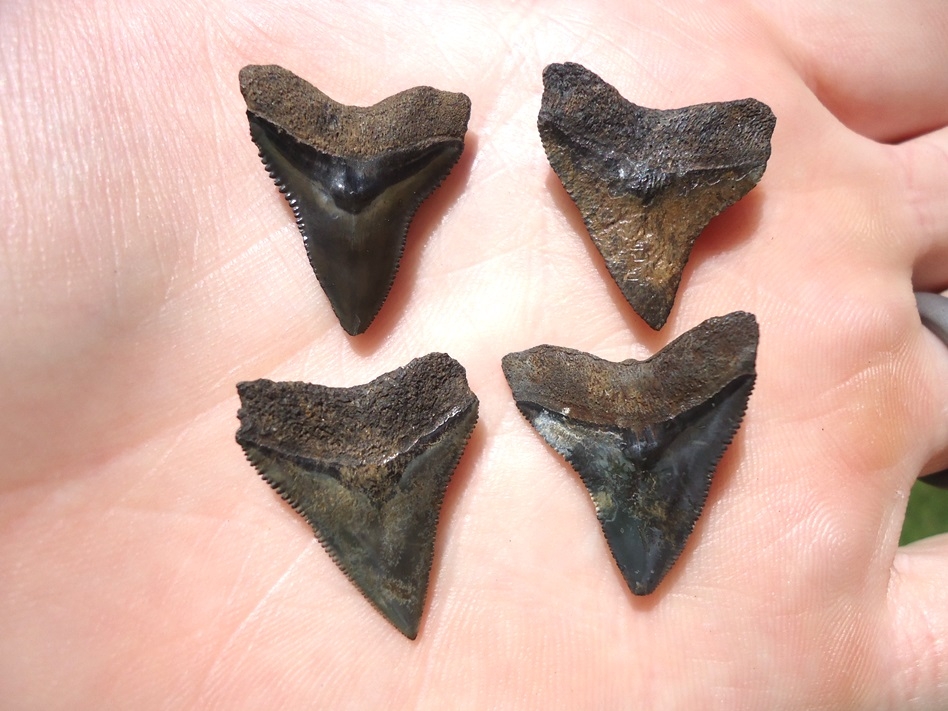 Large image 2 Four Choice Bull Shark Teeth