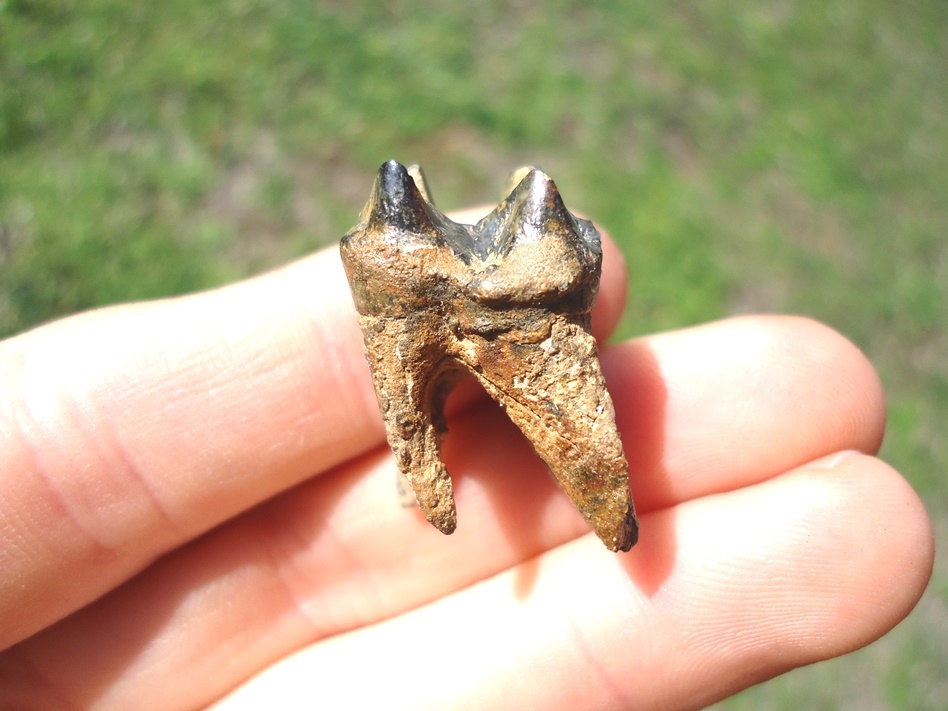 Large image 1 Incredible Fully Rooted Peccary Molar