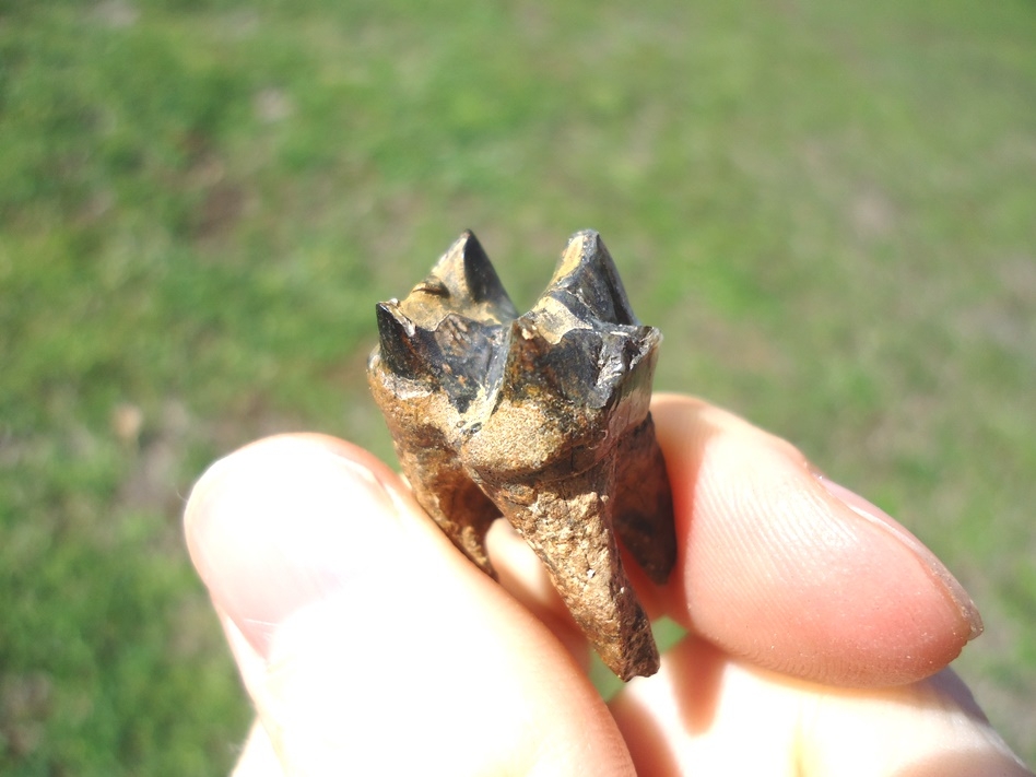dinosaur molar