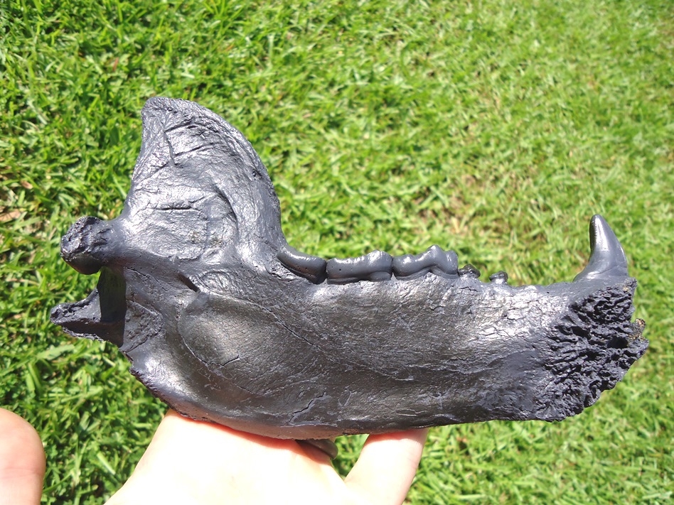 Large image 1 Spectacled Bear Mandible *SOLD OUT*