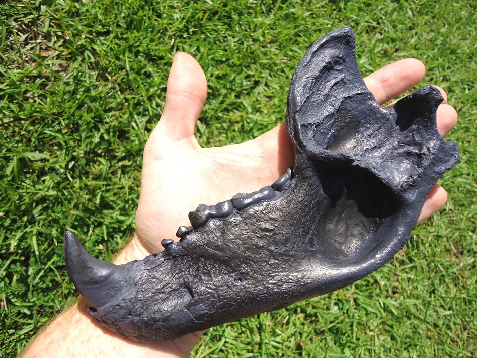 Large image 3 Spectacled Bear Mandible *SOLD OUT*