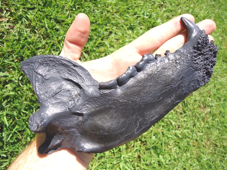 Large image 4 Spectacled Bear Mandible *SOLD OUT*