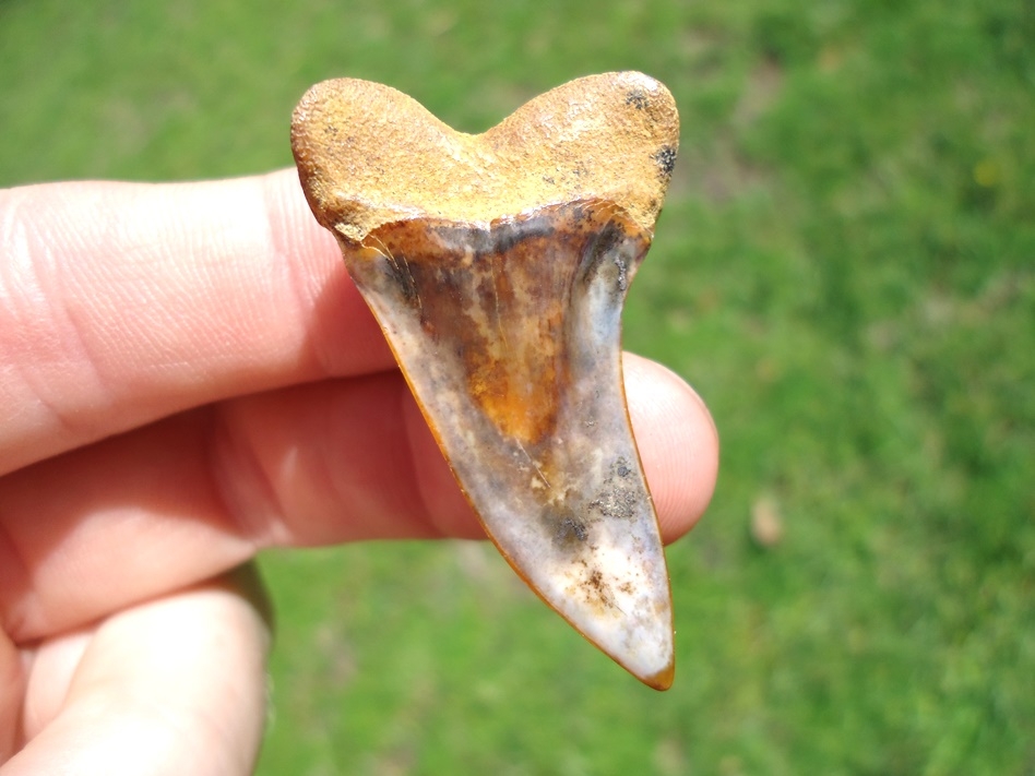 Large image 1 Gorgeous Blue Planus Shark Tooth from Bakersfield