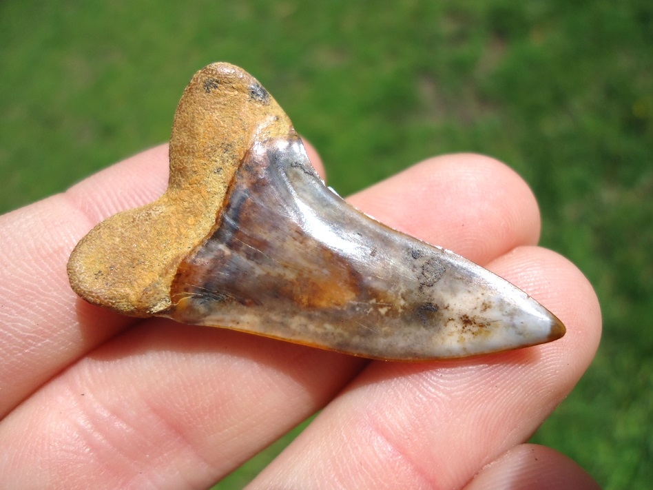 Large image 3 Gorgeous Blue Planus Shark Tooth from Bakersfield