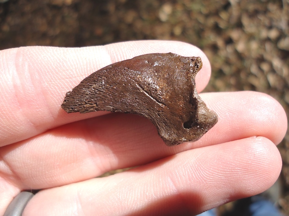 Large image 1 Spectacled Bear Claw Core