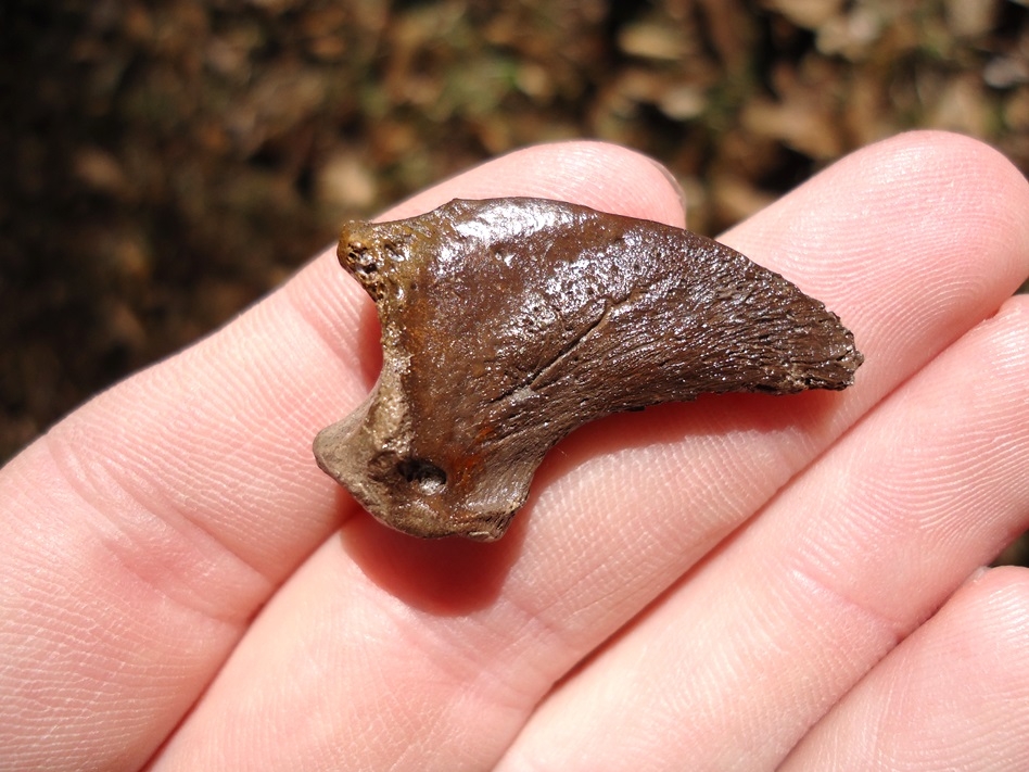 Large image 3 Spectacled Bear Claw Core