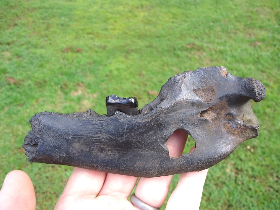 Large image 1 Rare Spectacled Bear Mandible with Perfect Molar
