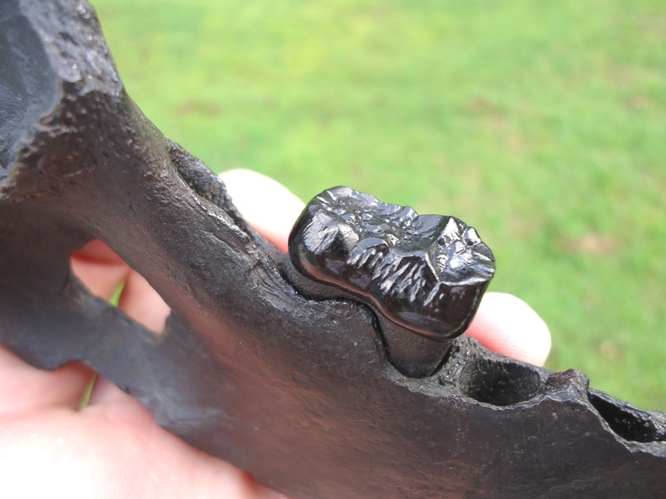 Large image 2 Rare Spectacled Bear Mandible with Perfect Molar
