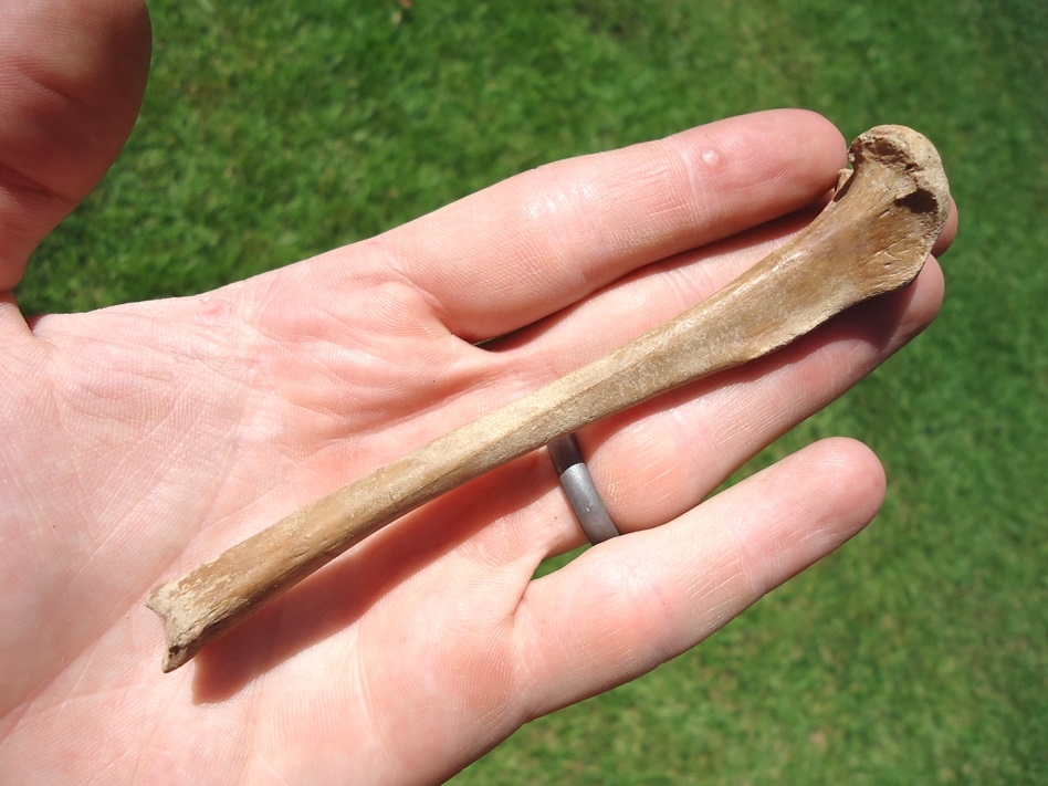 Large image 1 Quality Raccoon Tibia