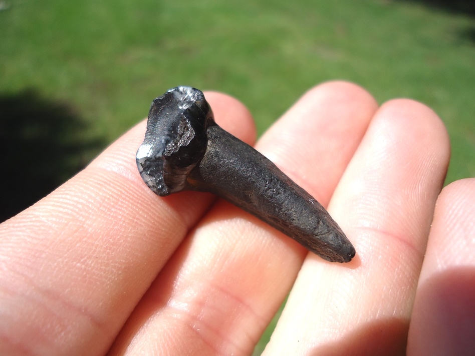 Large image 1 Awesome Tapir Incisor