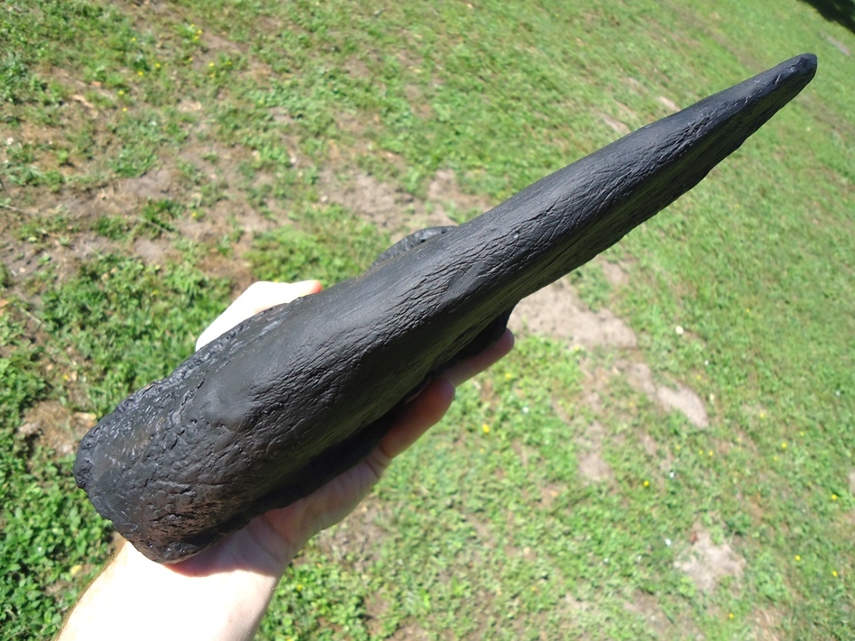 Large image 2 Massive 17' Giant Ground Sloth Claw Core *SOLD OUT*