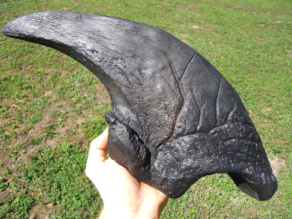 Large image 1 Massive 17' Giant Ground Sloth Claw Core *SOLD OUT*