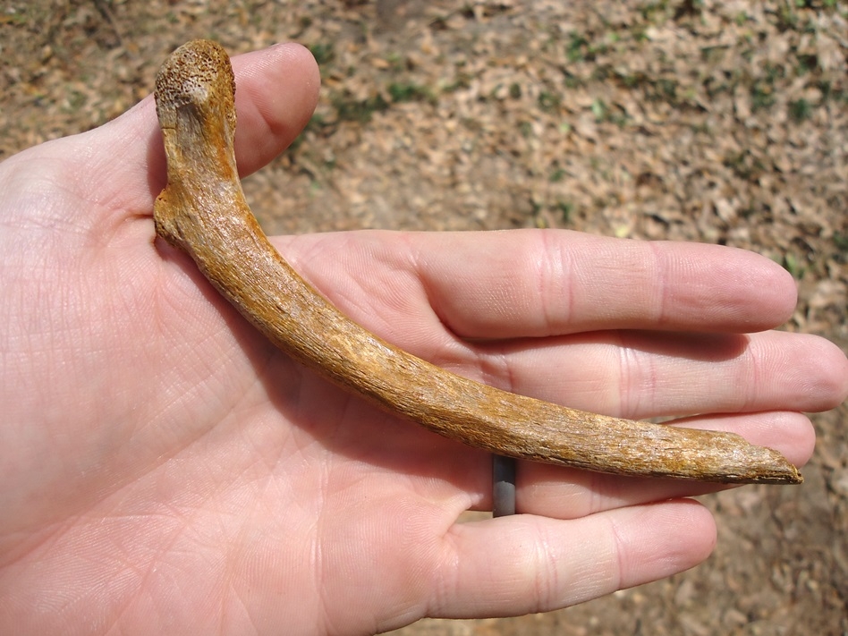 Large image 1 Black Bear Rib Bone