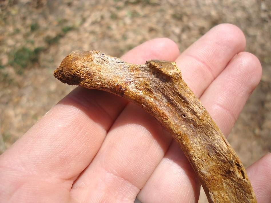 Large image 2 Black Bear Rib Bone