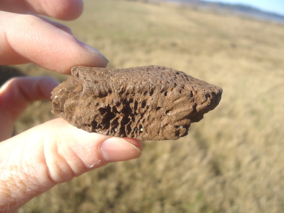 Large image 3 Rare Glyptodon Tail Scute