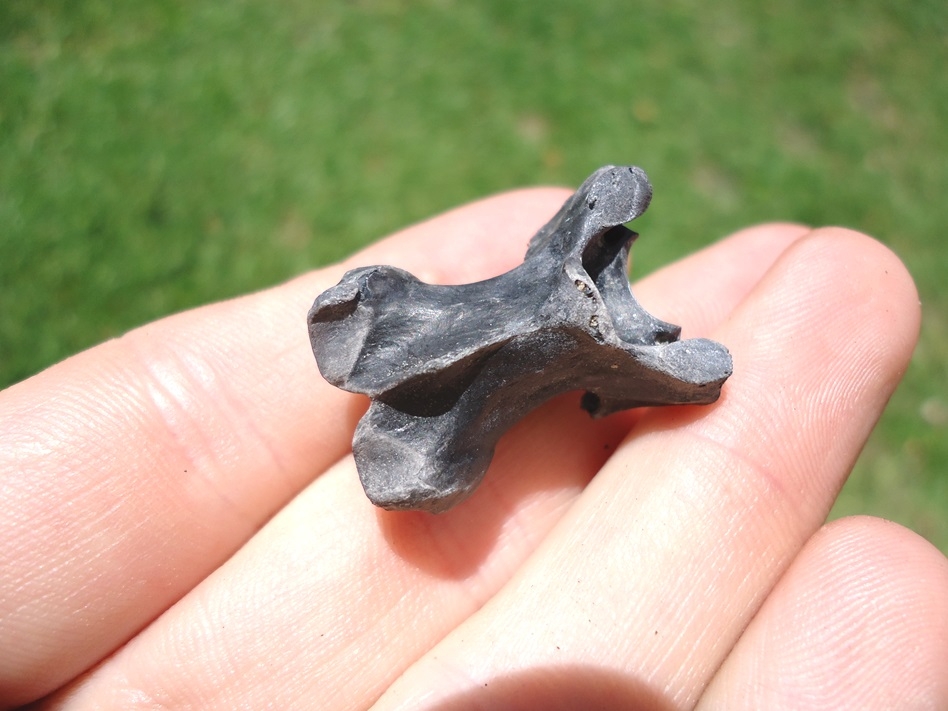 Large image 2 Uncommon Bird Cervical Vertebra