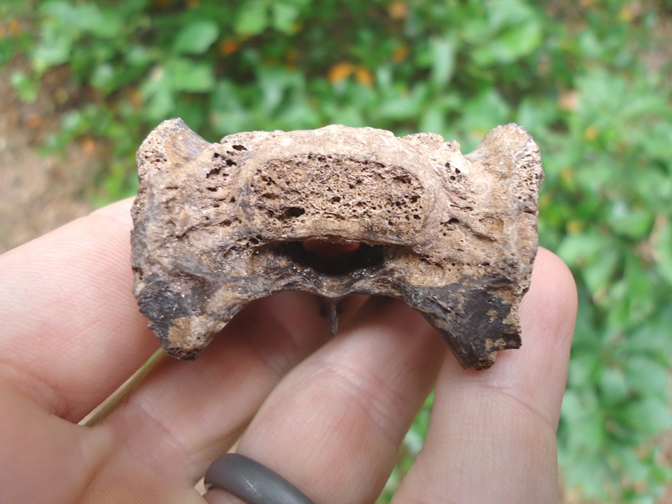 Large image 2 Rare Panther Sacrum