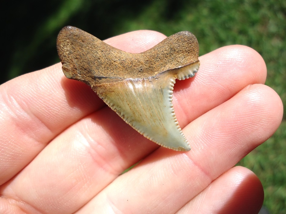 Large image 1 Sweet Little Bargain Auriculatus Shark Tooth