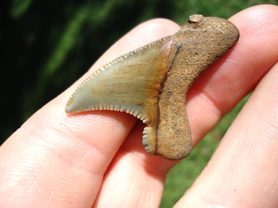 Large image 3 Sweet Little Bargain Auriculatus Shark Tooth