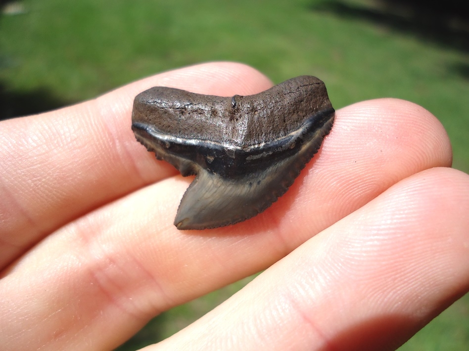 Large image 1 Tiger Shark Tooth