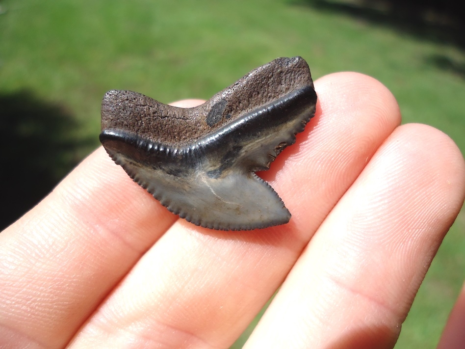 Large image 2 Tiger Shark Tooth