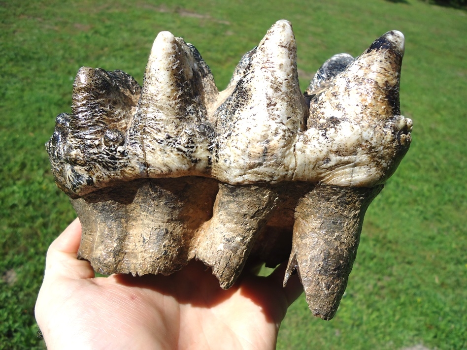 Large image 1 Museum Quality Mastodon Tooth