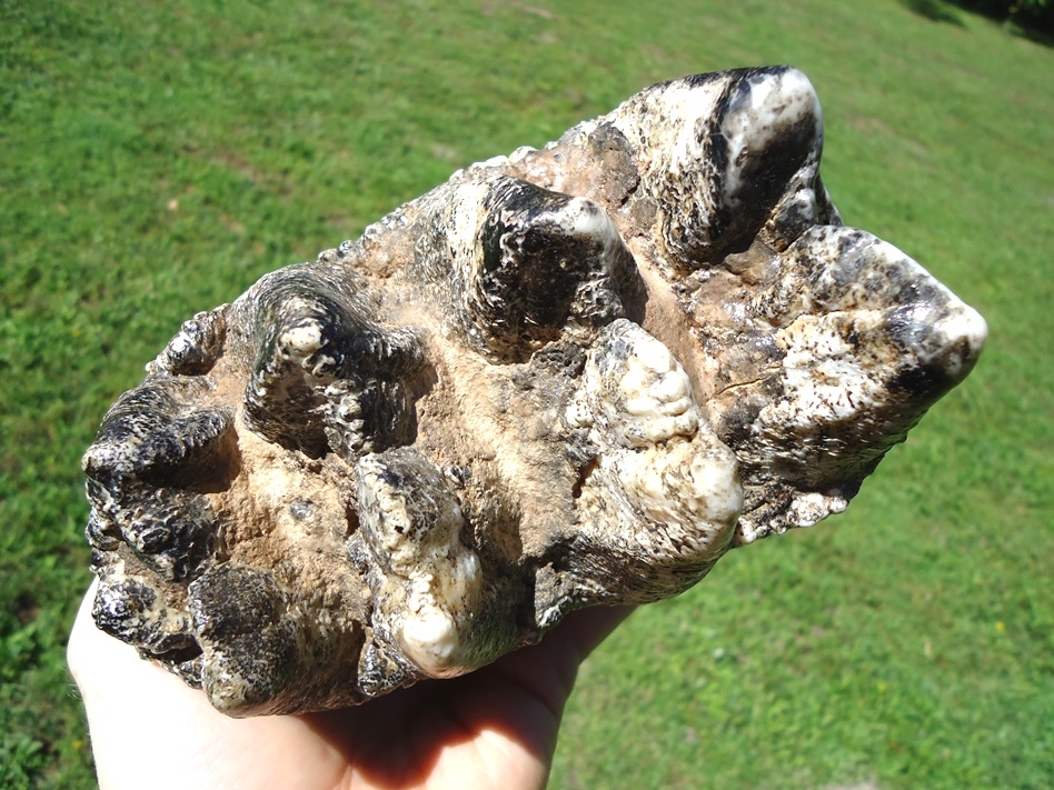 Large image 2 Museum Quality Mastodon Tooth