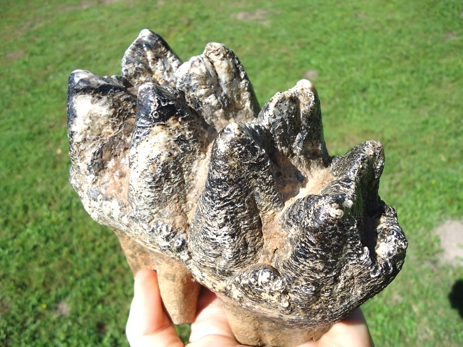 Large image 3 Museum Quality Mastodon Tooth