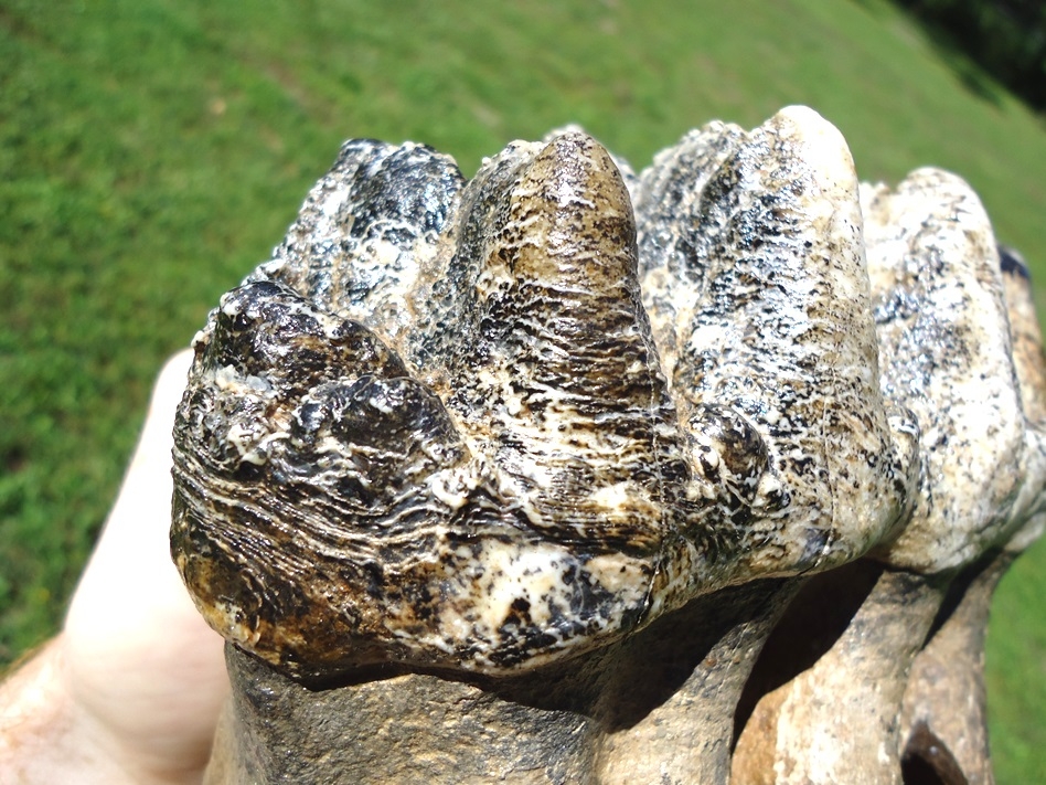 Large image 4 Museum Quality Mastodon Tooth