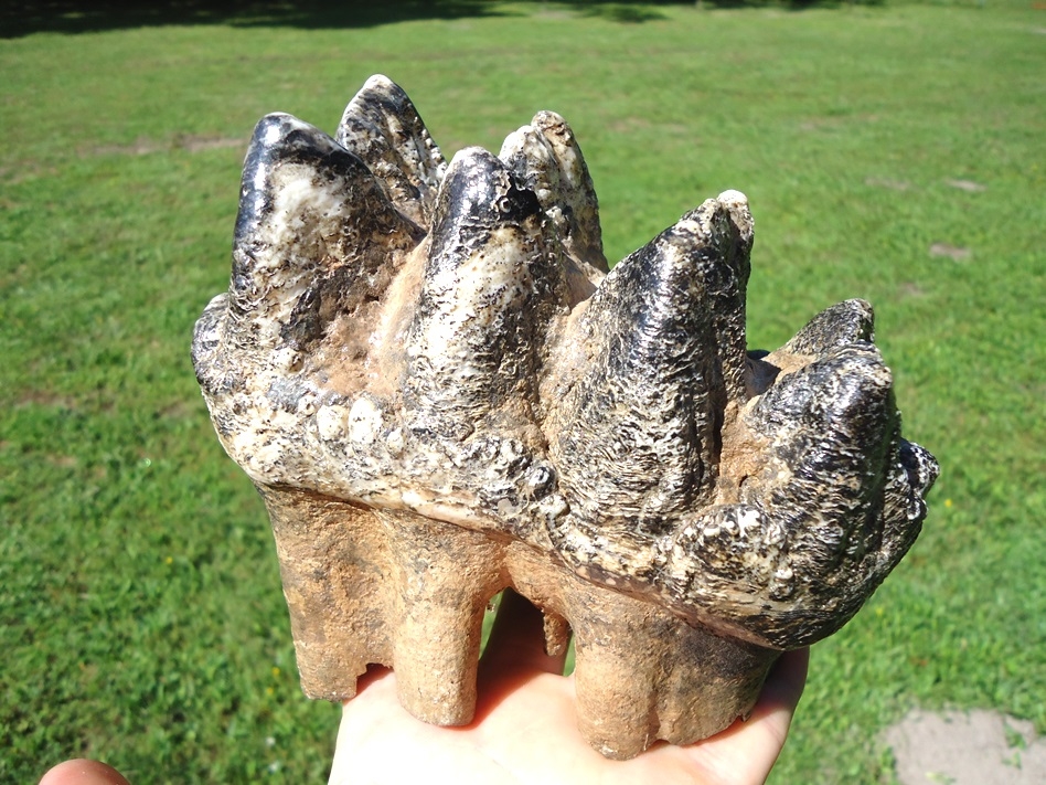 Large image 5 Museum Quality Mastodon Tooth