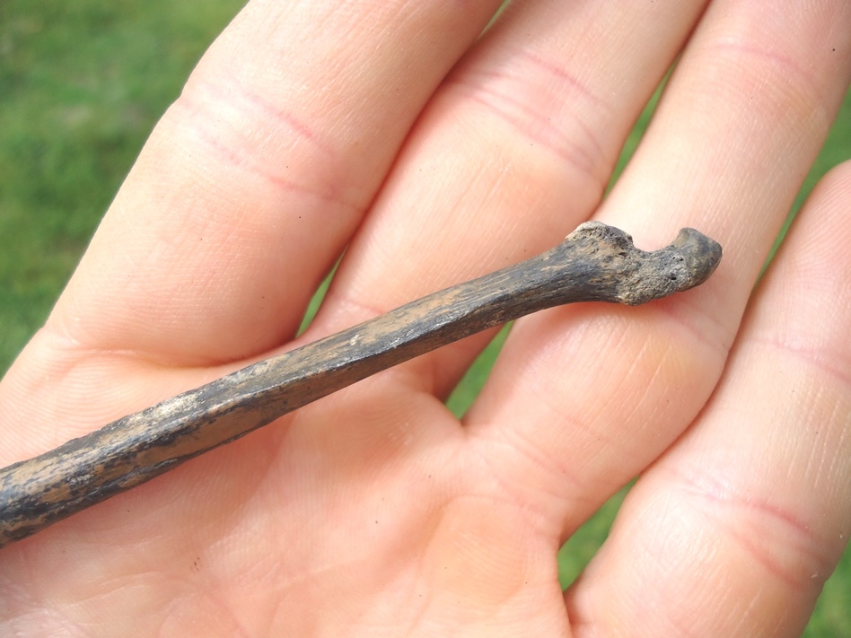 Large image 3 Immaculate Raccoon Ulna