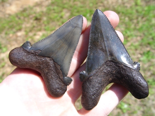 Large image 1 Auriculatus Shark Teeth