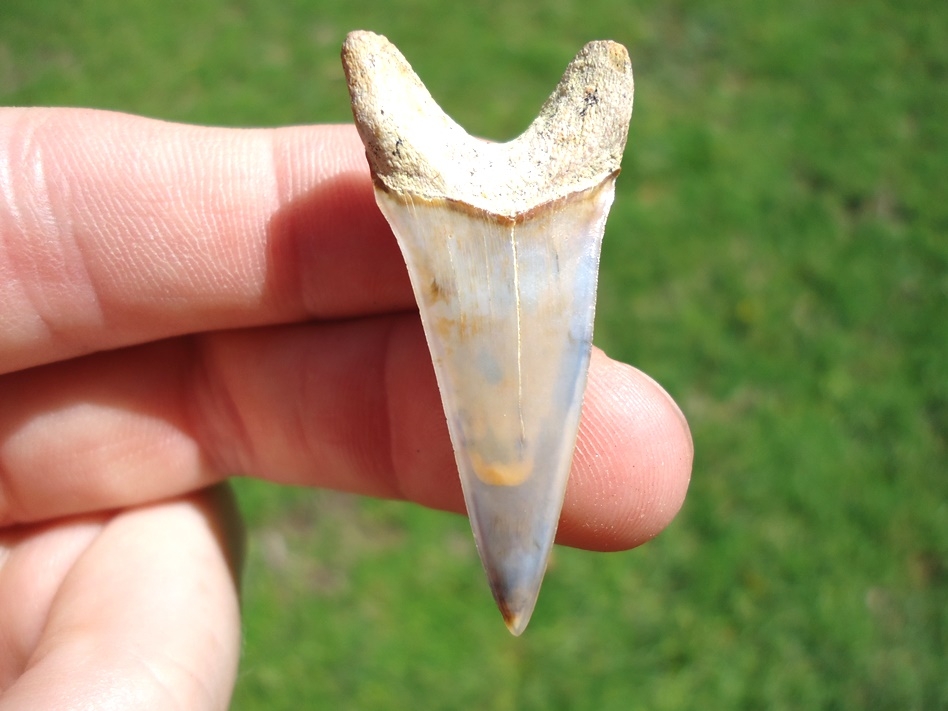 Large image 1 Dagger Lower Hastalis Shark Tooth from Bakersfield
