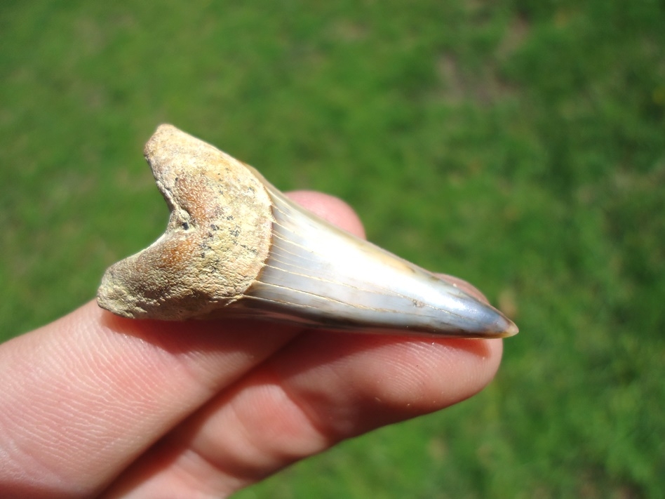 Large image 2 Dagger Lower Hastalis Shark Tooth from Bakersfield