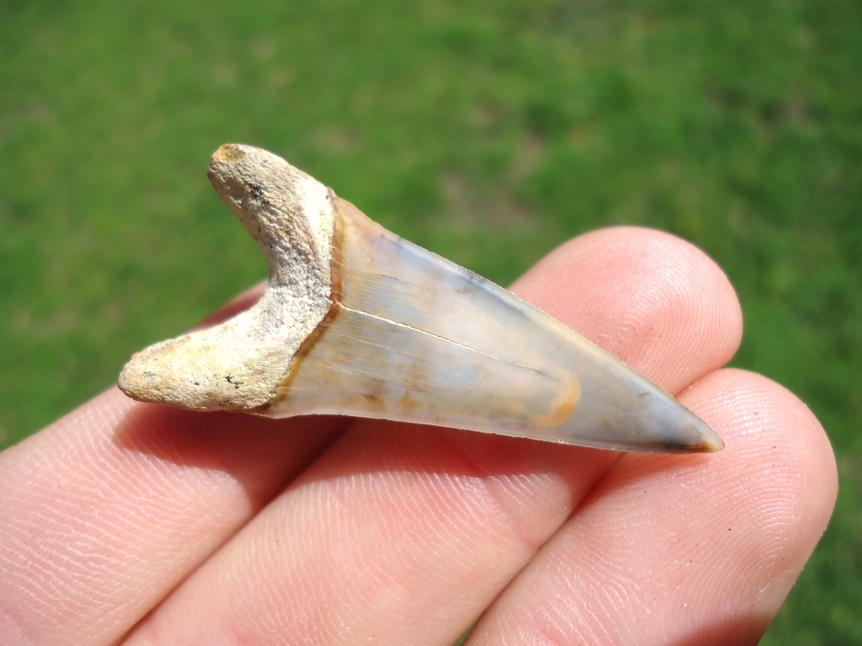 Large image 3 Dagger Lower Hastalis Shark Tooth from Bakersfield