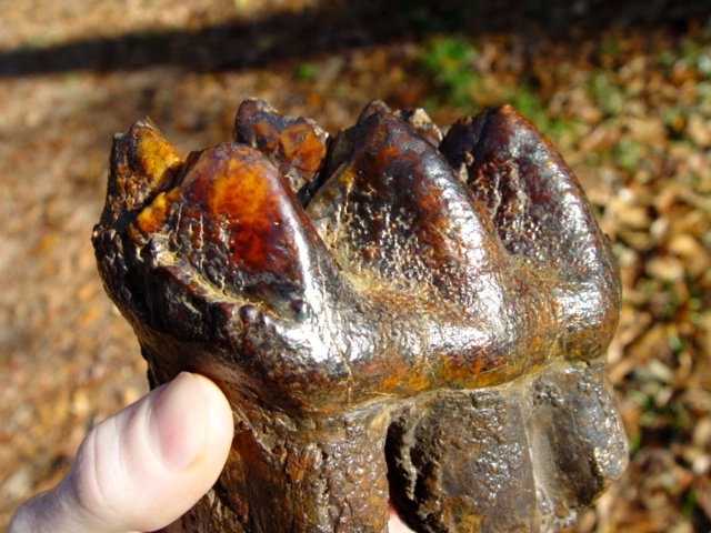 Large image 1 Top Quality Super Colorful Mastodon Tooth with Roots
