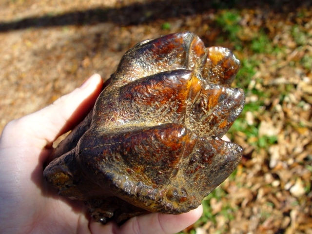 Large image 2 Top Quality Super Colorful Mastodon Tooth with Roots