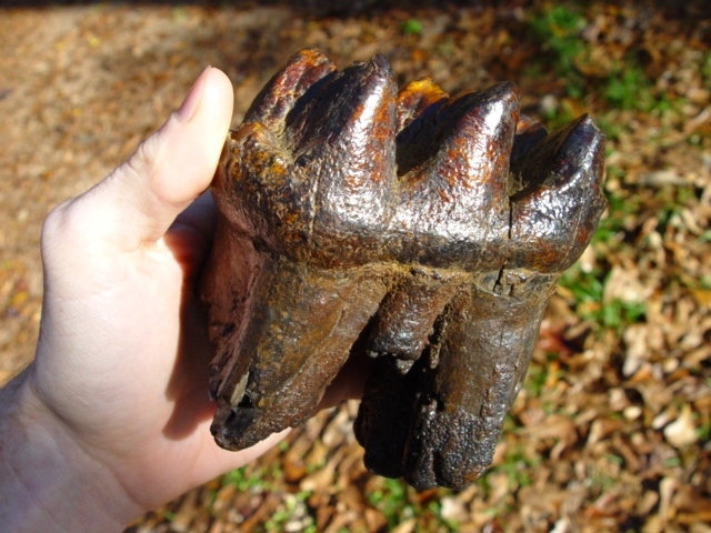 Large image 3 Top Quality Super Colorful Mastodon Tooth with Roots