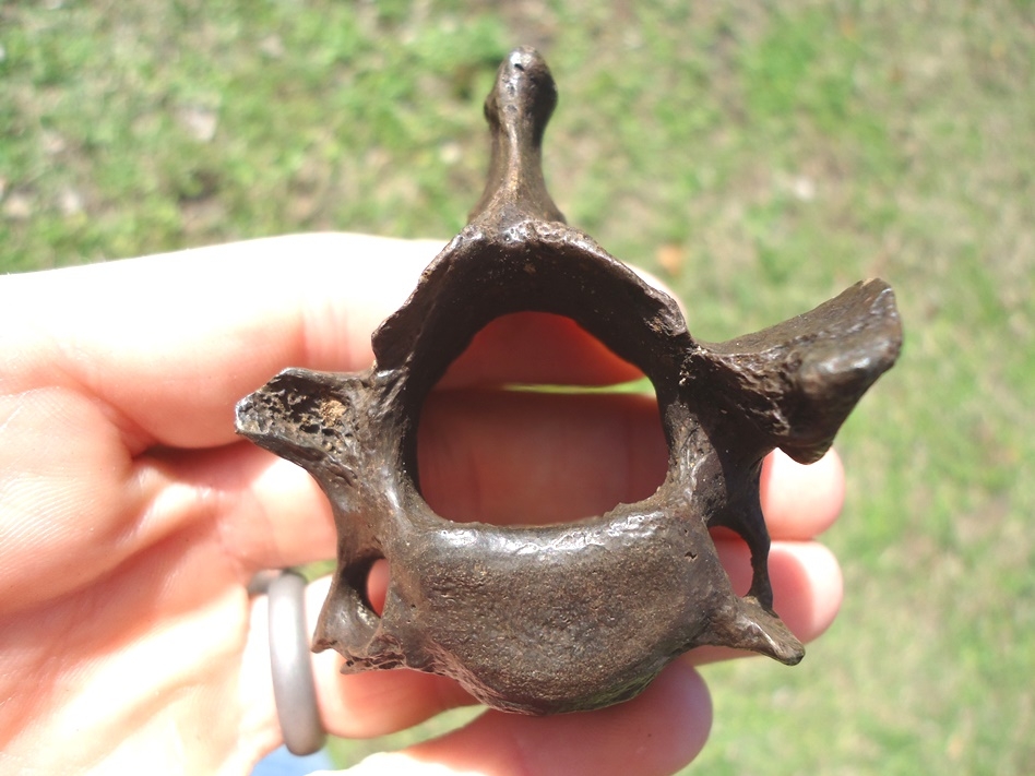 Large image 1 Quality Sloth Cervical Vertebra